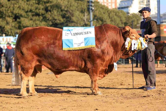Un toro argentino se coronó como el segundo Limousin del mundo y el mejor de Sudamérica - Expoagro - Edición YPF Agro