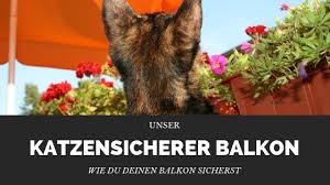 Wir geben euch die besten tipps, mit denen jeder seinem vierbeiner einen schönen austritt ermöglichen kann. Wie Mache Ich Meinen Balkon Katzensicher Katzen Hilfe Und Tipps