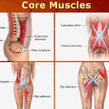 It is good to have a strong core. Survival Muscle Notice X Pattern Of Core Muscles The Hidden Survival Muscle In Your Body Missed By Modern Physicians Muscles In Your Body Core Muscles Muscle
