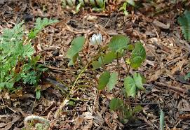 Image result for Jeffreya petitiana