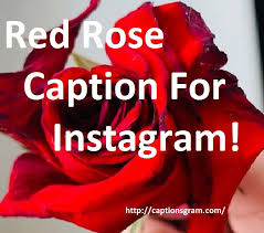 Our collection of quotes about flowers are perfect for writing in a card or for posting on social media. Top 50 Red Rose Caption For Instagram