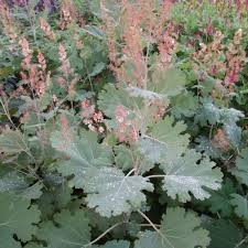 Image result for Macleaya