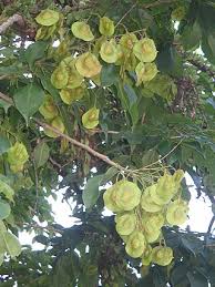 Image result for Pterocarpus lucens