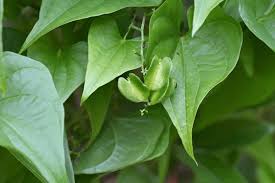 Image result for Dioscoreaceae