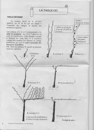 Adopter des pieds de vigne, suivre leur évolution et recevoir une cuvée personnalisée vous connaissez ? Conseils Pour Tailler Ma Jeune Vigne Svp Au Jardin Forum De Jardinage