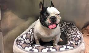 Treatment For Brachycephalic Syndrome Veterinary Medicine At Illinois