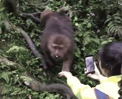 Check spelling or type a new query. I Love Funny Animal Sweet Funny Animal Photo Of The Day Sharing Funny Animal Gifs Part 200 10 Gifs Love