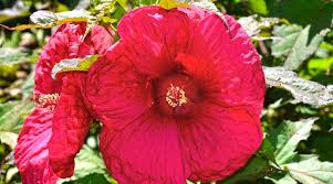 Image result for Hibiscus Red 2015 Vito