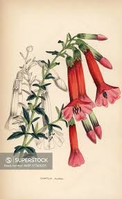 Image result for Cantua