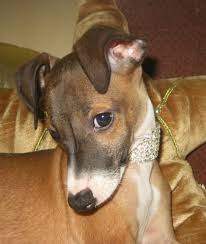 The florida dog racing ban means a lot of greyhounds are looking for special forever homes for their retirement. Italian Greyhound Puppy Dog For Sale In Babson Park Florida