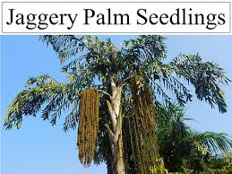 Image result for Caryota urens