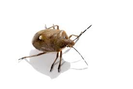 You can also choose from aromatic scent. Bed Bug Removal Wappingers Falls Poughkeepsie Ny Buggsies Pest Services Inc
