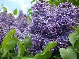 Essendo troppo scuro non riesco a leggere i nomi. Fiore Viola Fiore Con Foglie Viola Fiori Viola Nomi Foto