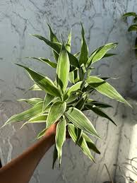 Image result for Dracaena sanderiana