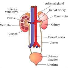Excretory system for kids (diagram + vocabulary) hey science teachers! Excretion In Animals Class 7 Science Transportation In Animals And Plants