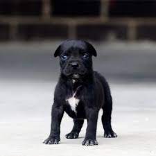 Red Nose Pitbull Puppies For Sale Baby Pitbulls For Sale Red Nose Pitbull Puppies Pitbull Puppies For Sale Red Nose Pitbull