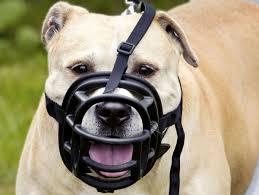 Nos avis muselière chien doivent être consultés par vos soins, avant même d'acheter muselière chien, un grand nombre d'infos intéressantes s'y trouvent : Harnais Et Muselieres Pour Chien Lesquels Choisir Doctissimo