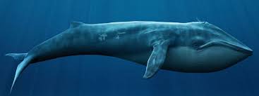 It can grow to be 33 m long and weigh up to 190 tonnes. Image Result For Blue Whale Blue Whale Whale Bowhead Whale