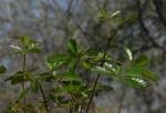 Image result for Vitex doniana