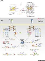 Change protein conformation to activate of inhibit. Controlling Cell Death Through Post Translational Modifications Of Ded Proteins Trends In Cell Biology