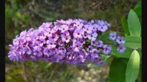 Anastasia lazariuc cântă la neatza melodia flori de liliac., neatza cu razvan si. Flori De Liliac Herunterladen