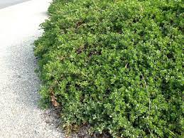 Dwarf Coyote Bush Up Close A Bright Green Drought Tolerant Ground Cover That Also Controls Erosion Perfec Low Water Gardening Landscape Design Garden Spaces