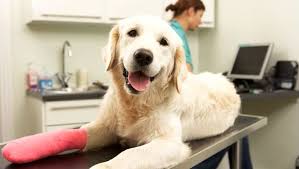 The best pet insurance ever by nationwide. Aflac Pet Insurance Covered By Trupanion Aflac