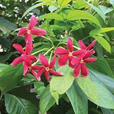 Popular Flowers Names In Malayalam India Gardening