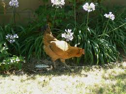 More hybrid cultivars are being produced constantly. Plants Chickens Don T Eat Backyard Chickens Learn How To Raise Chickens