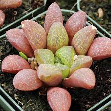 Image result for Searsia refracta