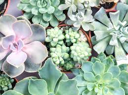 Simply succulents® invites you to shop our wide variety of beautiful, versatile and striking succulents! Sukkulenten Tipps Zur Richtigen Pflege Compo