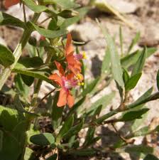 Image result for Anagallis barbata