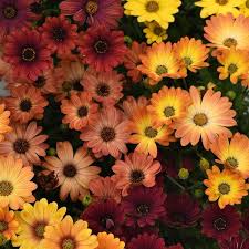Image result for Osteospermum