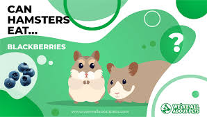 Hamsters usually thrive on a diet of hamster pellets and occasional treats. Can Hamsters Eat Blackberries We Re All About Pets