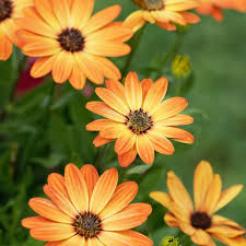 Image result for Osteospermum