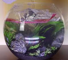 The more light that is provided the more dense the foliage. Betta Bowl Setup Step By Step With Live Plants Zenaquaria