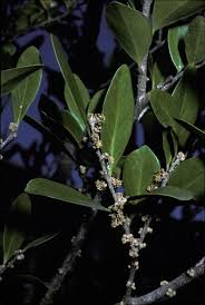 Image result for Ludia