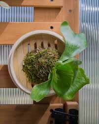 Image result for Platycerium stemaria