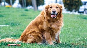 For one, the members of the club may know someone who needs to give up their golden, or can help point you in the right direction. Golden Retriever Pikes Peak Veterinary Clinic