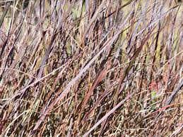 Image result for Panicum infestum