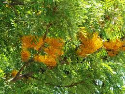 Grevillea Robusta Wikipedia Since 2015, cnai lisboa provides a citizen's space service. grevillea robusta wikipedia