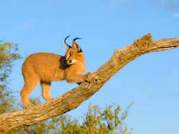 The eyes open in about 10 days, and the kittens start eating meat when they are 1 to 2 months old. The Enigmatic Caracal Is In Line To Become India S Second Wild Cat Species To Go Extinct The Enigmatic Caracal The Economic Times