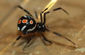 She used banded, golden, black widow, and lynx spiders throughout this process, which she considered the top producers. Female Juvenile Black Widow Spider Latrodectus Mactans Bugguide Net