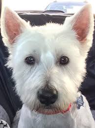 You should also be checking out there mental disposition, as well as their pedigree. Westies In Need West Highland White Terrier Rescue And Rehoming