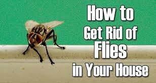 13 Natural Remedies To Get Rid Of Flies Housefly Get Rid Of Flies Fruit Flies Fruit Flies In House