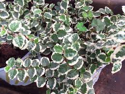 Image result for Ficus tremula