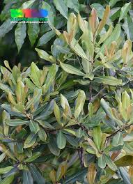 Image result for Rapanea