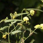 Image result for Aeschynomene sensitiva