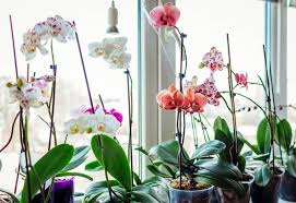 Maybe you would like to learn more about one of these? How Much Sunlight Do Orchids Need To Thrive And Bloom Gardening Chores