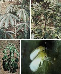 Image result for Ancylobothrys robusta